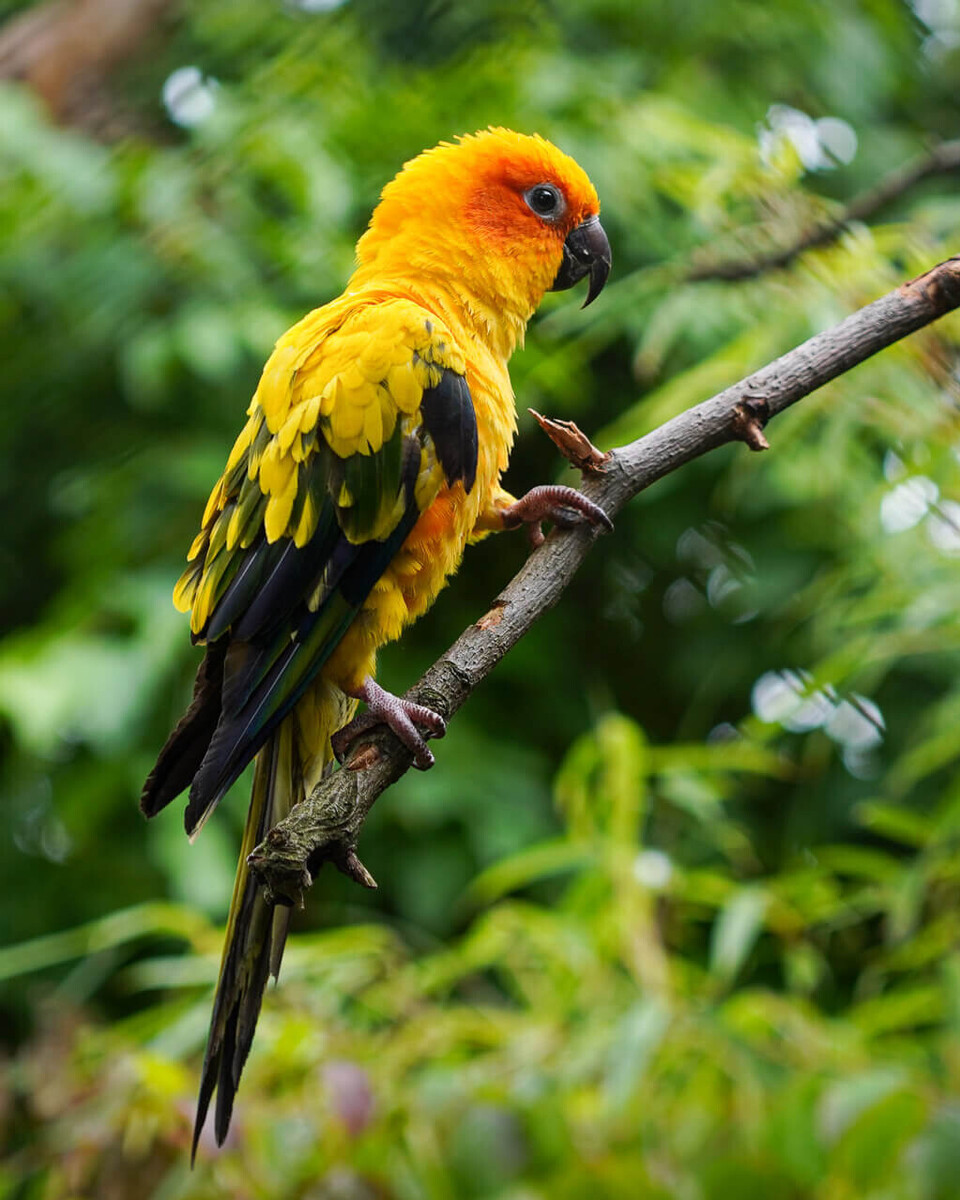 Sonnensittich Vögel