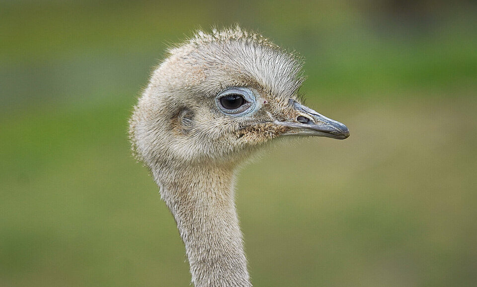 Darwinnandu Vögel