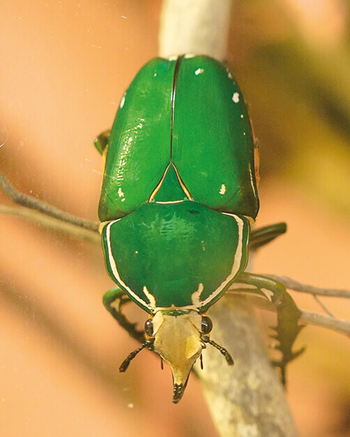 Afrikanischer Rosenkäfer Wirbellose