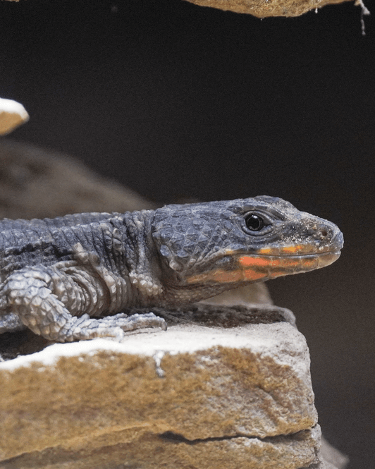 Mosambik-Gürtelschweif Reptilien