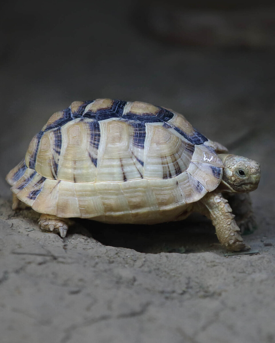 Ägyptische Landschildkröte Reptilien