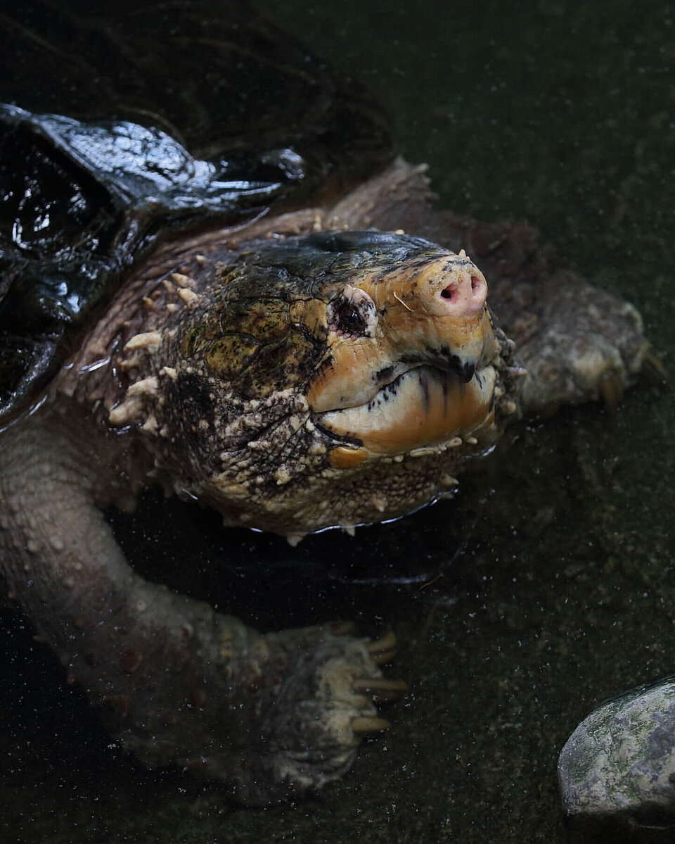 Geierschildkröte Reptilien