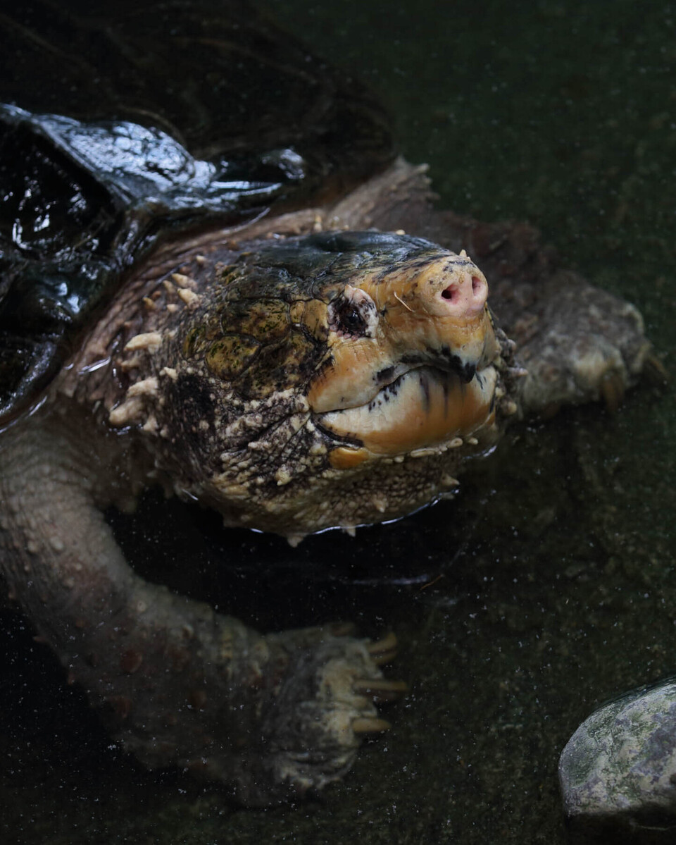 Geierschildkröte Reptilien