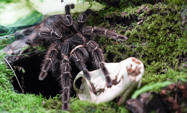 Brasilianische Riesenvogelspinne Wirbellose