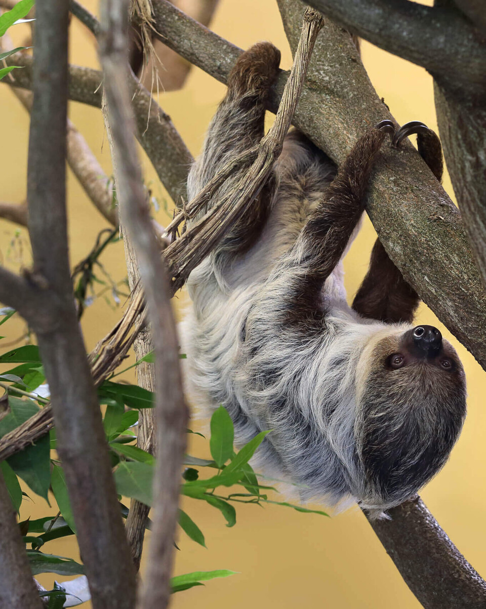 Zweifingerfaultier Säugetiere