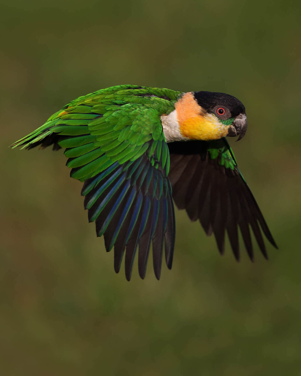 Grünzügelpapagei Vögel