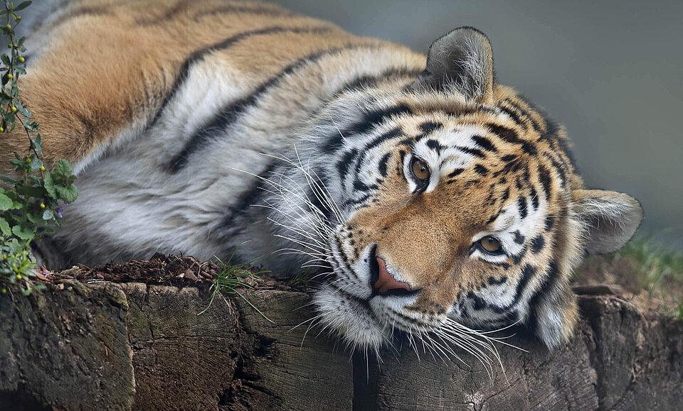 Amurtiger Säugetiere