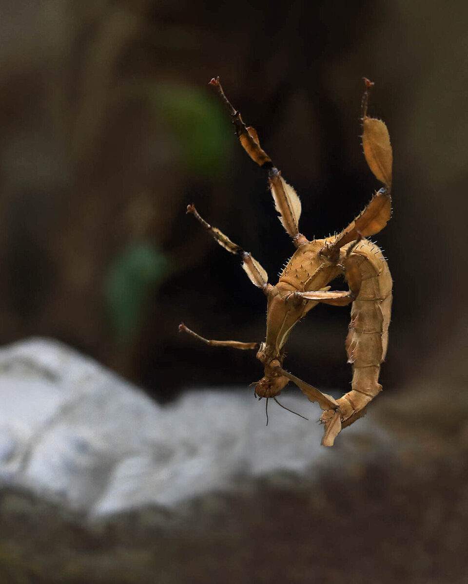 Australische Gespenstschrecke Wirbellose