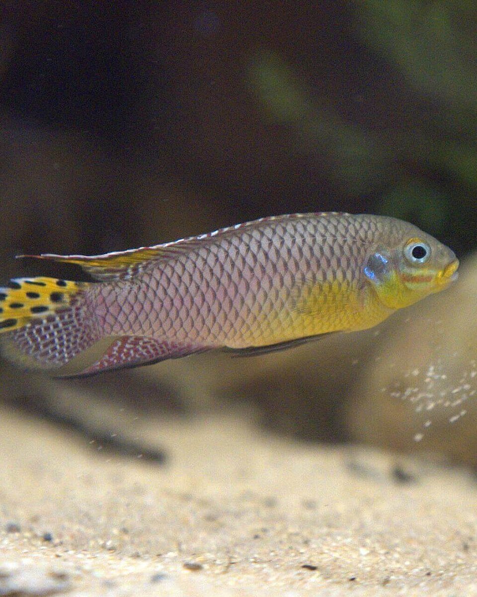 Moliwe-Smaragdprachtbarsch Fische