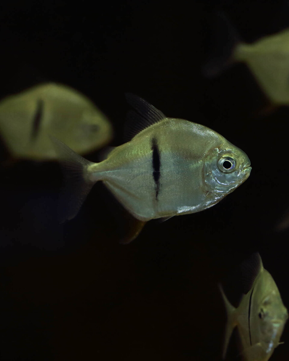 Scheibensalmler Fische